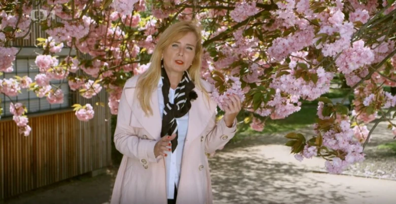 Žena stojí pod kvetoucími sakurami na slunci.