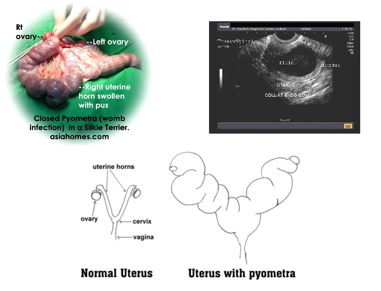 Zánět dělohy u psa – chirurgický pohled, ultrazvuk a anatomické schémata