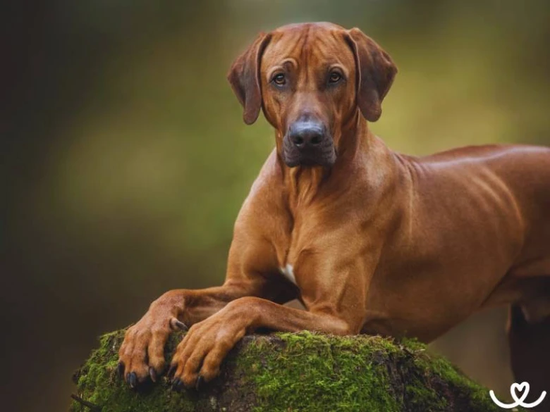 Rhodéský ridgeback odpočívající na mechu v přírodě.