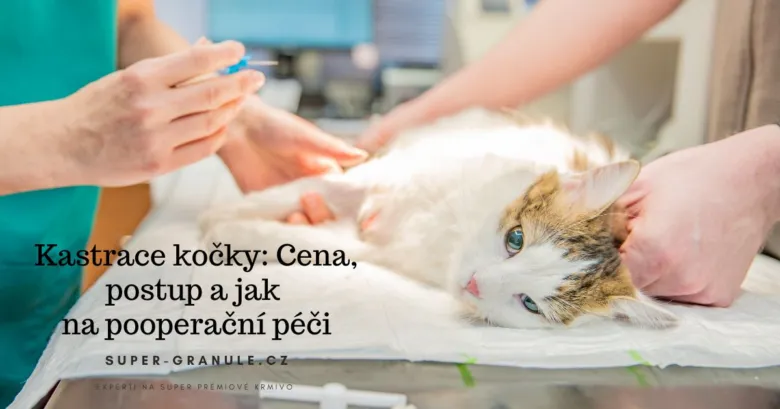 Kočka podstupuje kastraci v veterinární ordinaci.
