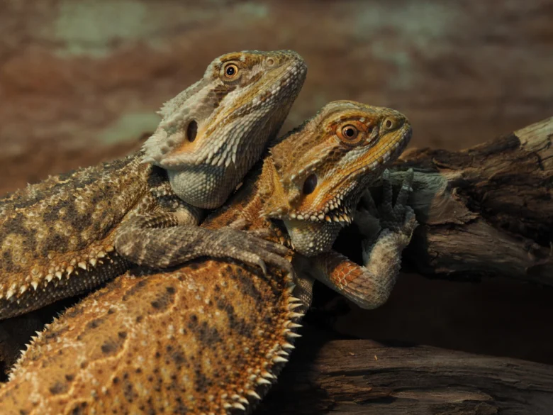 Dva ještěři chameleoni sedící na větví v teráriu.