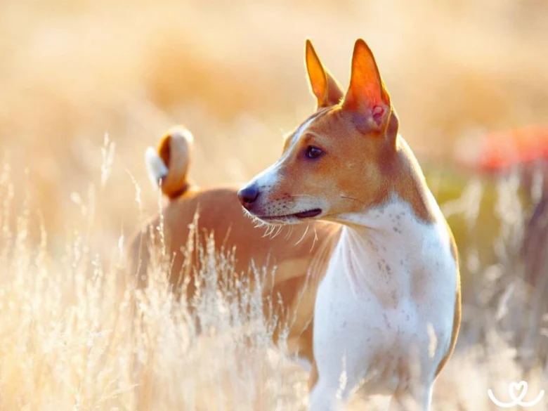Basenji pes v trávě, typický pro plemeno bez štěkání.