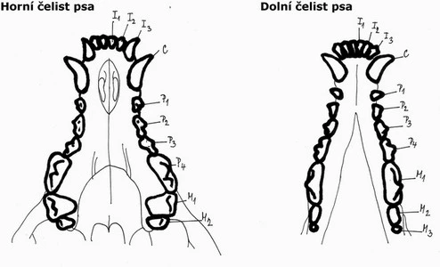 Zubní vzorec psa – horní a dolní čelist s označenými zuby