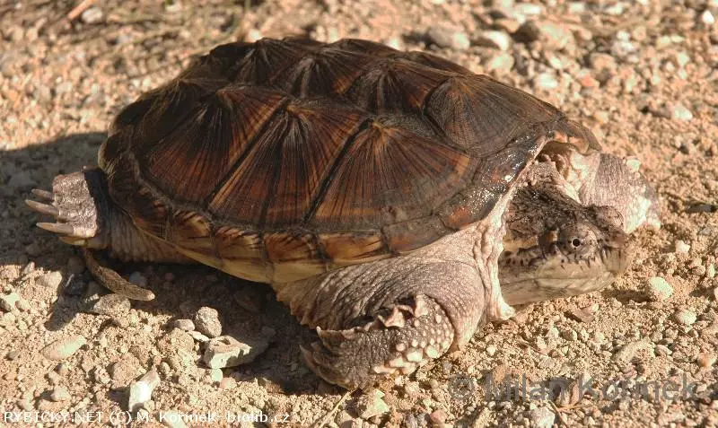 Kajmanka dravá na štěrkové zemi s detailním pancířem.