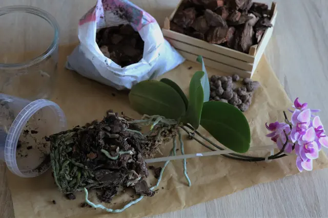 Orchidej připravená k přesazování s novou výživnou směsí.