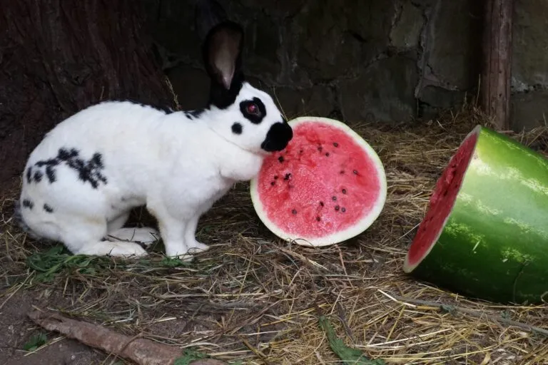 Černobílý králík sedí vedle kousku melona na seně.