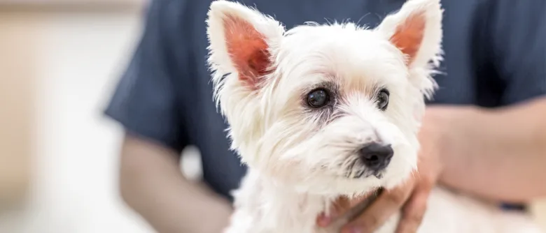 Bílá fenka po kastraci držená veterinářem