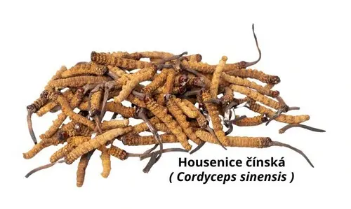 Housenice čínská, Cordyceps sinensis, sušené exempláře