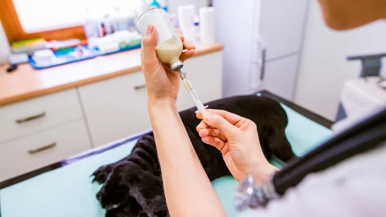 Veterinář podává lék psu pomocí stříkačky.