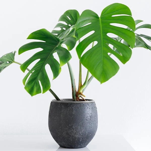 Monstera deliciosa v tmavém květináči na bílém pozadí.