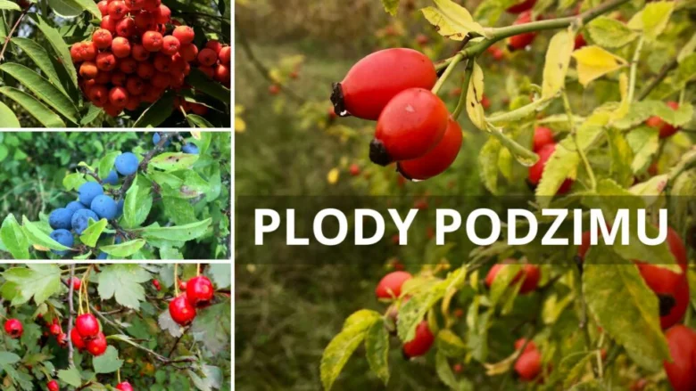 Různé druhy podzimních plodů na větvích.