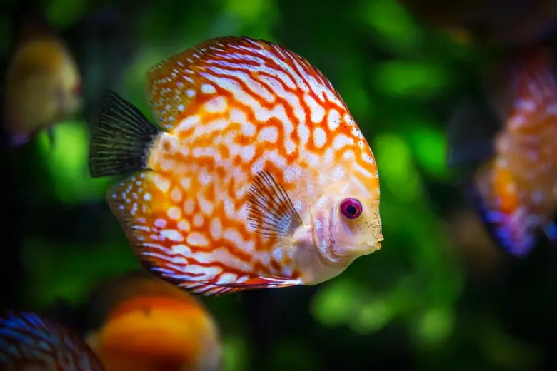 Zdravá akvarijní ryba Discus s barevným vzorem.