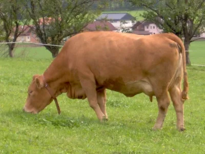 Hnědá kráva pasoucí se na zelené louce.