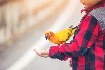 Dětská ruka krmiti papouška konžského na venku.