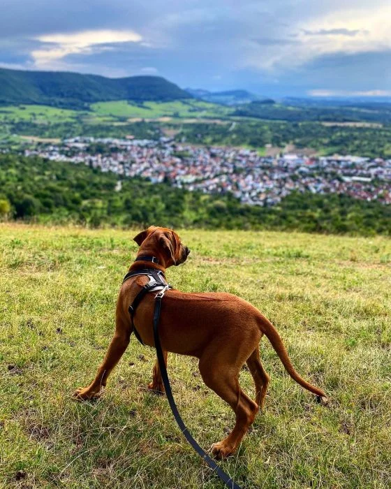Rhodéský ridgeback stojí na kopci s výhledem do údolí.