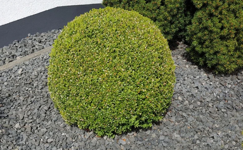 Kulovitý buxus v zahradě na štěrku s jinými keři