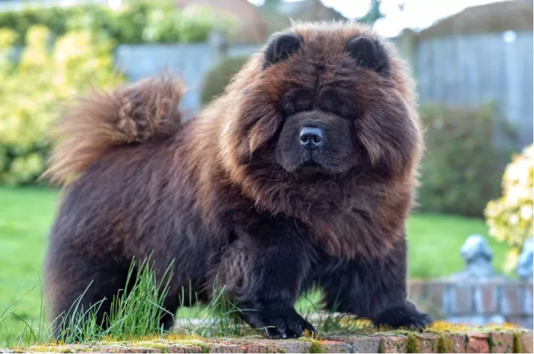 Hnědý chow-chow pes stojí na zahradě