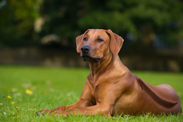 Rhodéský ridgeback leží na trávníku venku