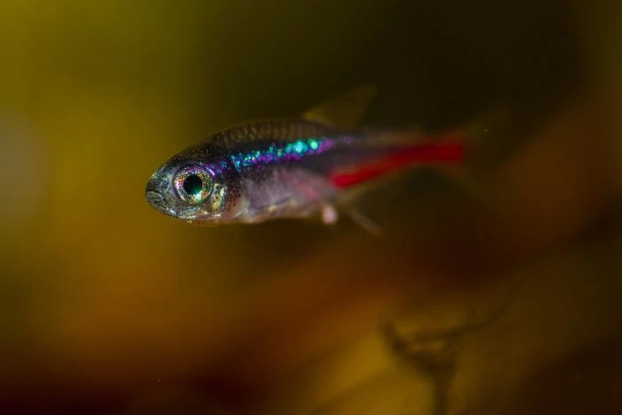 Neon tetra rybička v akváriu s barevnými ploutvemi.