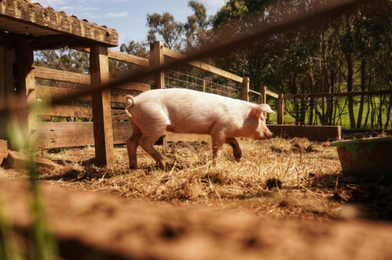 Prase v chovu venku na farmě