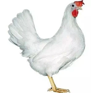 Bílá slepice plemene leghornka stojící v profilu.