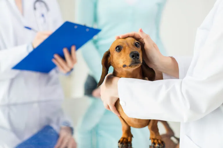 Veterinář vyšetřuje malého štěně v ordinaci.