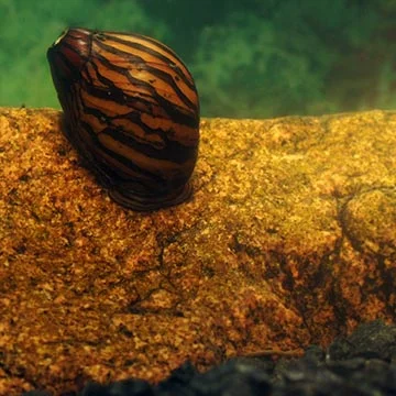 Pestrý akvarijní šnek na kamenu v nádrži.