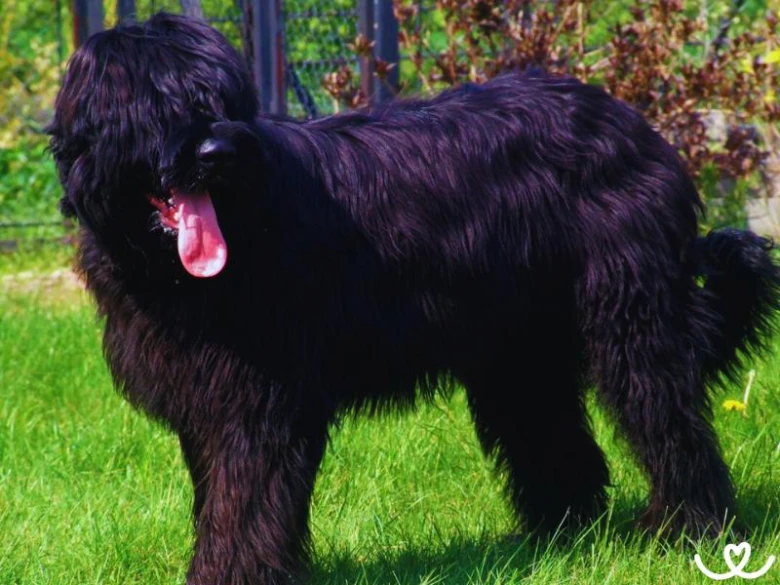 Černý briard stojí na trávníku venku s vystrčeným jazykem.
