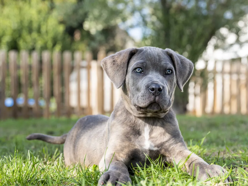 Šedý štěně rasa Cane Corso leží na trávě.