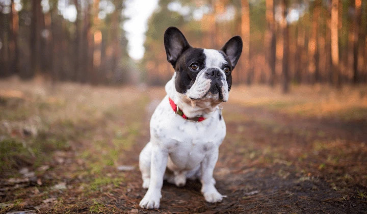 Frenchie pes sedí v lese