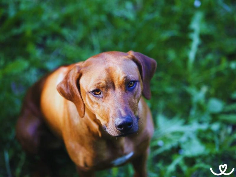 Portrét hnědého rhodéského ridgebacka v přírodě.