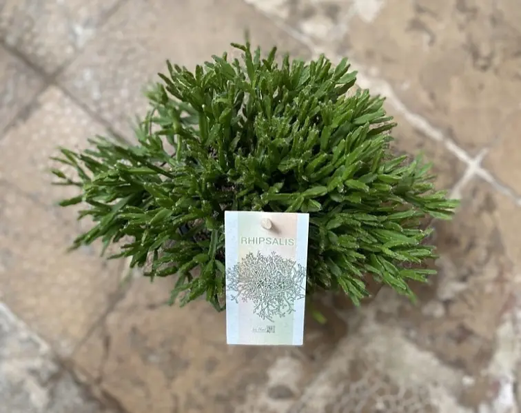 Zelená rostlina rhipsalis s identifikačním štítkem na dlažbě.