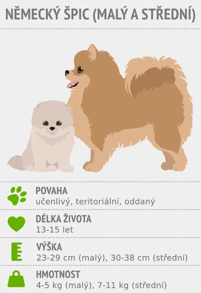 Infografika s malým a středním německým špicem a jeho základními údaji