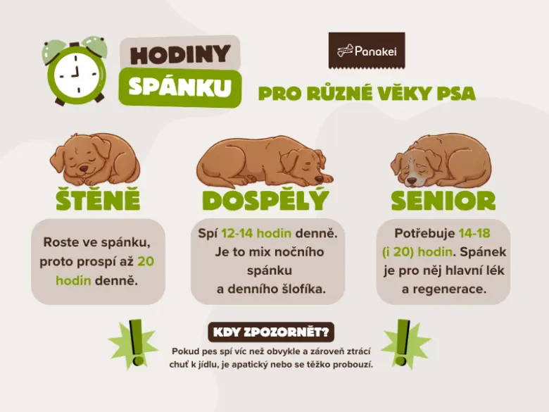Infografika: hodiny spánku pro štěně, dospělého psa a seniora
