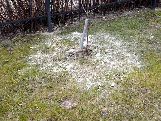 Vápnění trávníku kolem mladého stromu s popelcem.