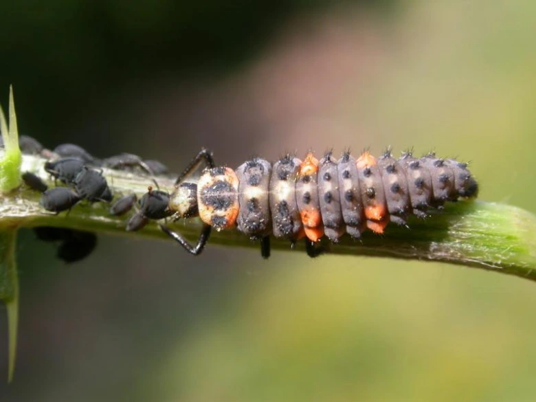 Larva sluníčka sedmitecného se živí mšicemi na rostlině.