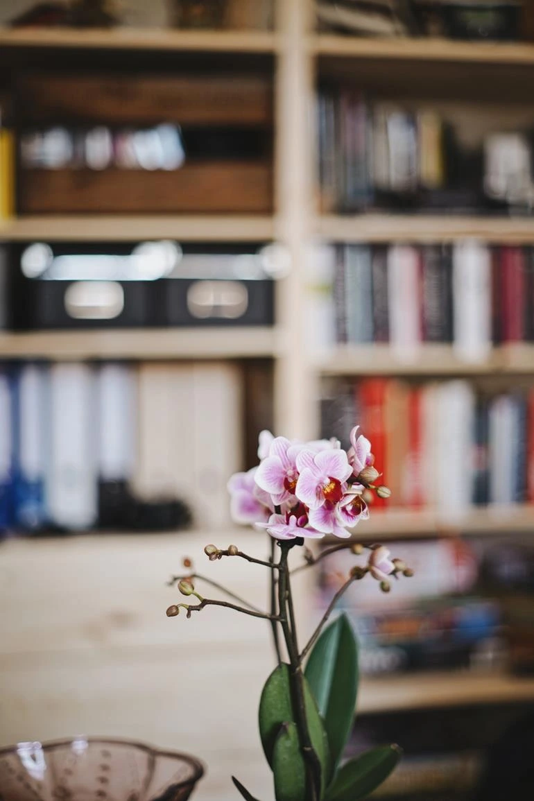 Růžová orchidej v květu na pozadí knihovny.