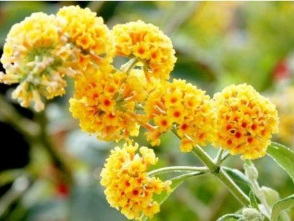 Žluté květy keře Buddlej v zahradním prostředí.