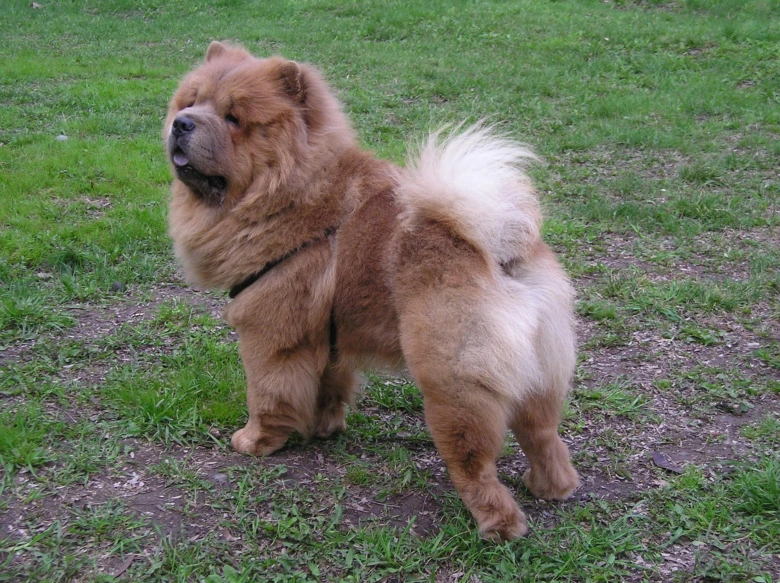 Chow chow pes stojí na trávě, pohled z boku