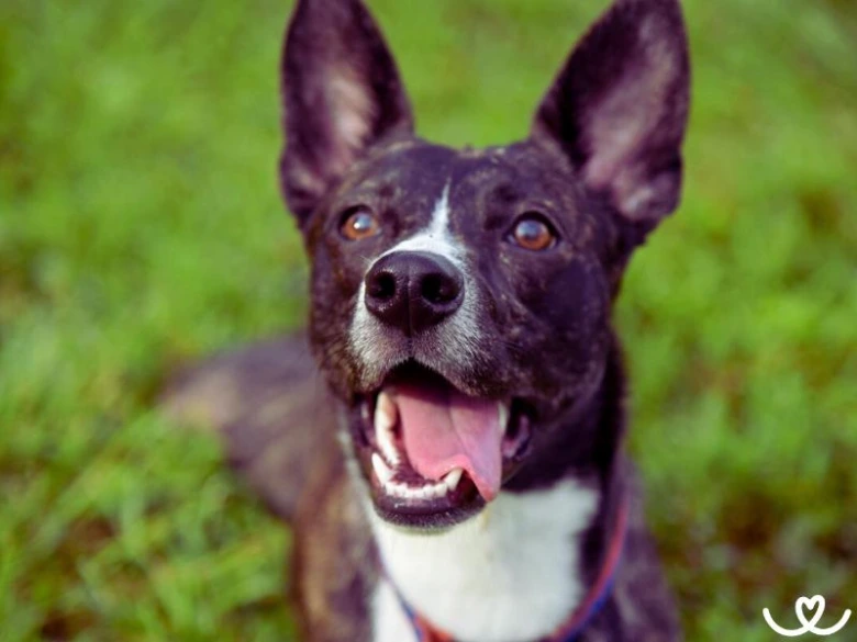 Šťastný pes plemene Border Collie na trávníku.