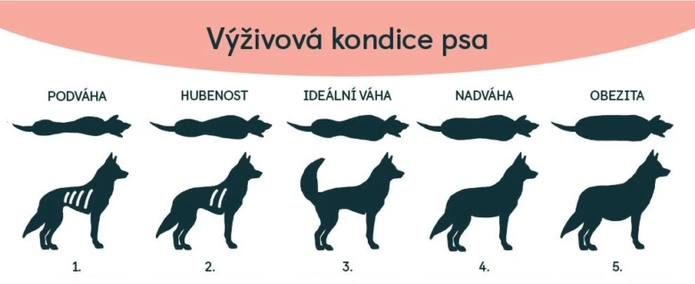Infografika výživové kondice psa: podváha, hubenost, ideální váha, nadváha, obezita