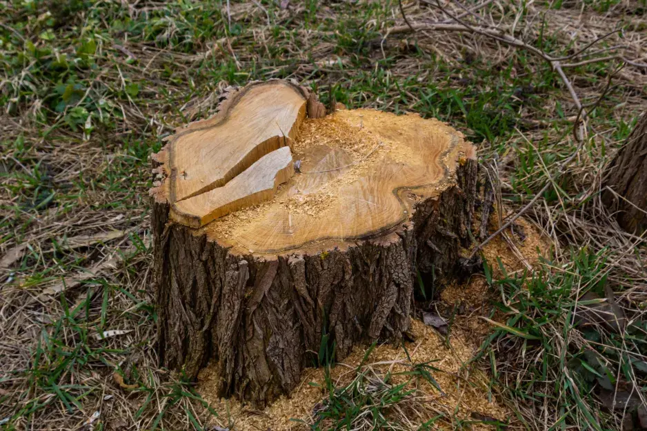 Oříznutý kmen stromu s pilinami na trávníku