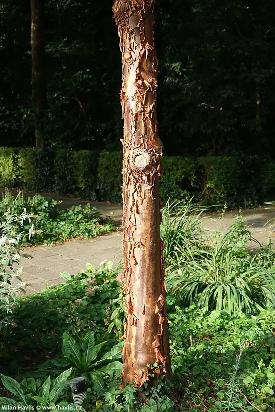 Strom Acer griseum s charakteristickou měděnou kůrou v zahradě.