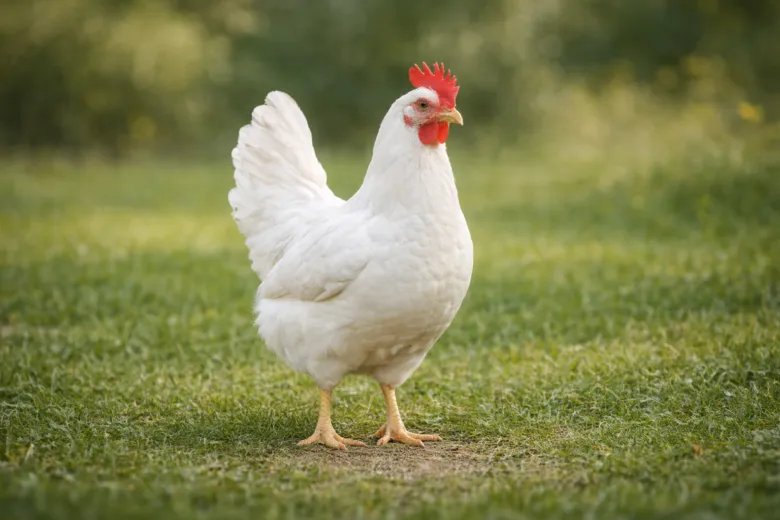 Bílá leghornka stojí na trávníku jako nejoblíbenější plemeno slepic.
