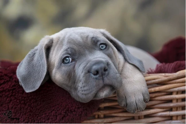Šedý štěně Cane Corso v košíku s červenou dekou.