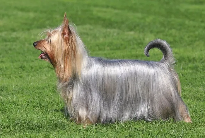 Australský silky teriér stojí na trávníku.