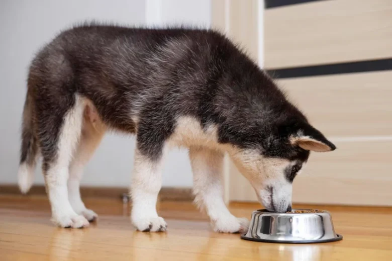 Husky štěně jí z misky na podlaze.
