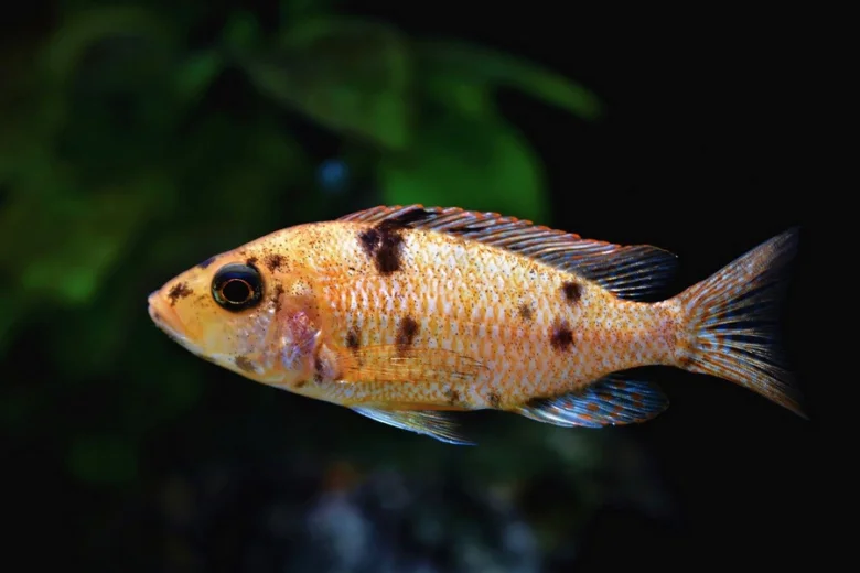 Oranžová akvarijní ryba s tmavými skvrnami plave v nádrži.