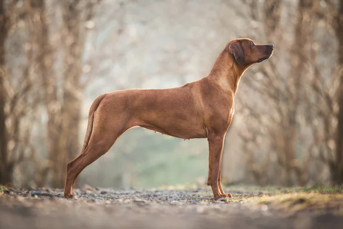 Rhodéský ridgeback stojí v přírodě, profilová fotografie psa.