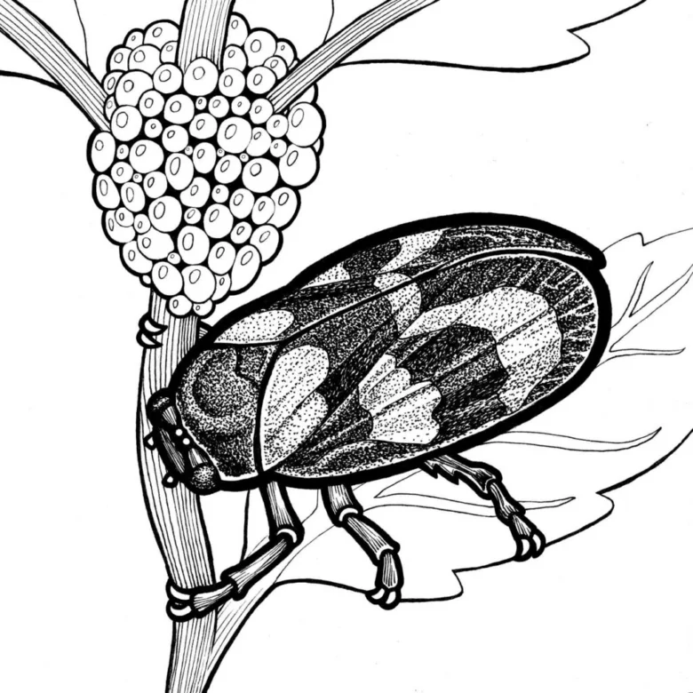 Ilustrace pěnodějky obecné s vajíčky na rostlině.